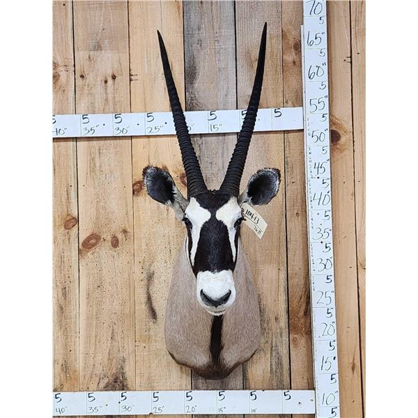 African Gemsbok Shoulder Mount Taxidermy