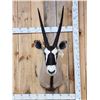 Image 1 : African Gemsbok Shoulder Mount Taxidermy