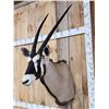 Image 2 : African Gemsbok Shoulder Mount Taxidermy