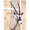 Image 4 : African Gemsbok Shoulder Mount Taxidermy