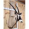 Image 5 : African Gemsbok Shoulder Mount Taxidermy
