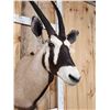 Image 6 : African Gemsbok Shoulder Mount Taxidermy