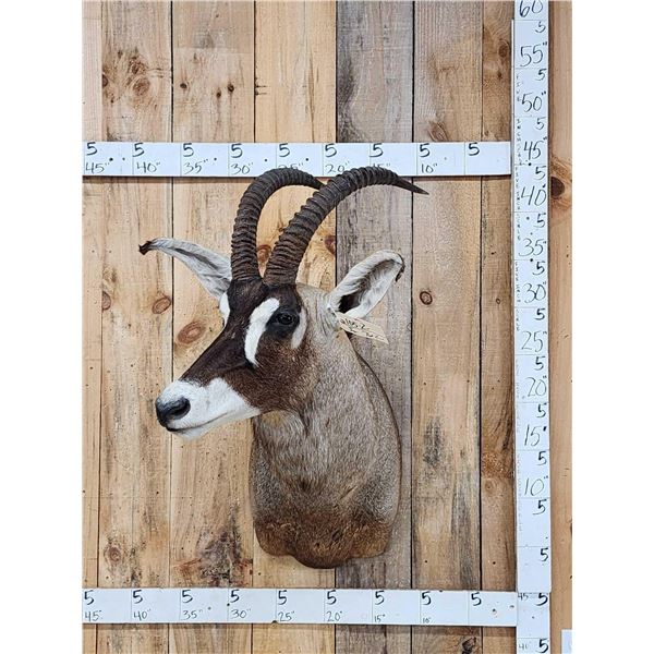 African Roan Antelope Shoulder Mount Taxidermy