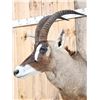 Image 2 : African Roan Antelope Shoulder Mount Taxidermy
