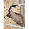 Image 3 : African Roan Antelope Shoulder Mount Taxidermy