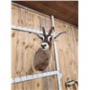 Image 5 : African Roan Antelope Shoulder Mount Taxidermy