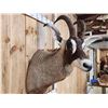 Image 8 : African Roan Antelope Shoulder Mount Taxidermy