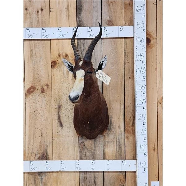 African Blesbok Shoulder Mount Taxidermy