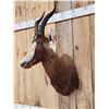 Image 2 : African Blesbok Shoulder Mount Taxidermy