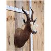 Image 3 : African Blesbok Shoulder Mount Taxidermy
