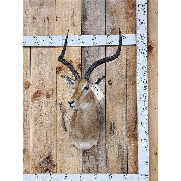African Impala Shoulder Mount Taxidermy