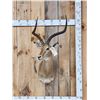 Image 1 : African Impala Shoulder Mount Taxidermy
