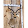 Image 2 : African Impala Shoulder Mount Taxidermy