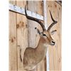 Image 3 : African Impala Shoulder Mount Taxidermy
