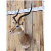 Image 4 : African Impala Shoulder Mount Taxidermy