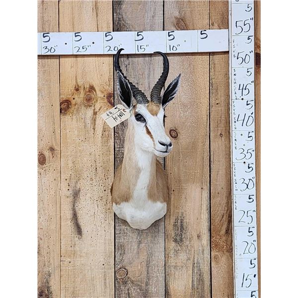 African Springbok Shoulder Mount Taxidermy