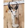 Image 2 : African Springbok Shoulder Mount Taxidermy
