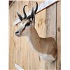 Image 3 : African Springbok Shoulder Mount Taxidermy