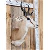 Image 4 : African Springbok Shoulder Mount Taxidermy