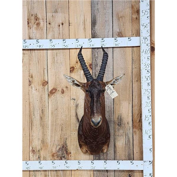 African Tsessebe Shoulder Mount Taxidermy
