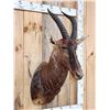 Image 2 : African Tsessebe Shoulder Mount Taxidermy