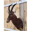 Image 3 : African Tsessebe Shoulder Mount Taxidermy