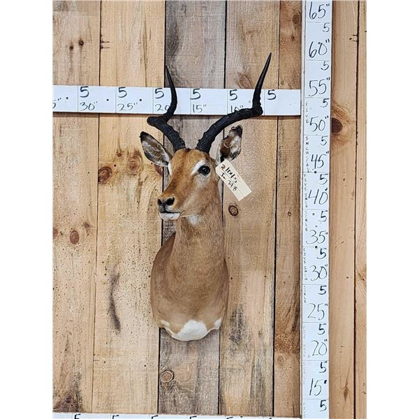 African Impala Shoulder Mount Taxidermy
