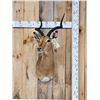 Image 1 : African Impala Shoulder Mount Taxidermy