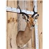 Image 2 : African Impala Shoulder Mount Taxidermy
