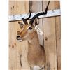 Image 3 : African Impala Shoulder Mount Taxidermy