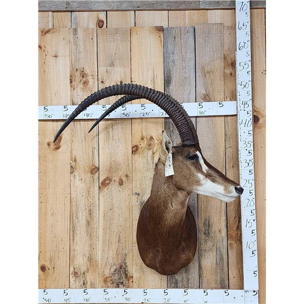 PRETTY African Sable Antelope Shoulder Mount Taxidermy