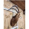 Image 6 : PRETTY African Sable Antelope Shoulder Mount Taxidermy