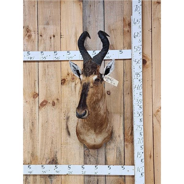 African Hartebeest Shoulder Mount Taxidermy