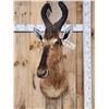 Image 2 : African Hartebeest Shoulder Mount Taxidermy