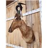 Image 3 : African Hartebeest Shoulder Mount Taxidermy