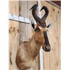Image 4 : African Hartebeest Shoulder Mount Taxidermy