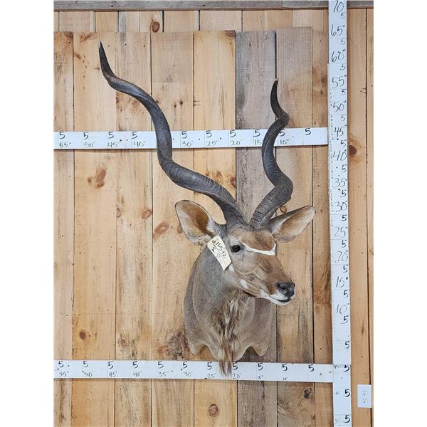 African Kudu Shoulder Mount Taxidermy