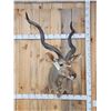 Image 1 : African Kudu Shoulder Mount Taxidermy