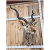 Image 2 : African Kudu Shoulder Mount Taxidermy