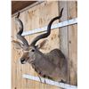 Image 3 : African Kudu Shoulder Mount Taxidermy