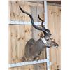 Image 4 : African Kudu Shoulder Mount Taxidermy