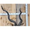 Image 5 : African Kudu Shoulder Mount Taxidermy