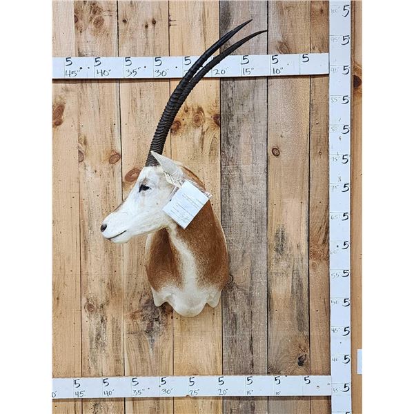 Scimitar Horned Oryx Shoulder Mount Taxidermy