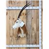 Image 1 : Scimitar Horned Oryx Shoulder Mount Taxidermy