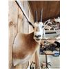 Image 3 : Scimitar Horned Oryx Shoulder Mount Taxidermy