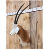 Image 4 : Scimitar Horned Oryx Shoulder Mount Taxidermy