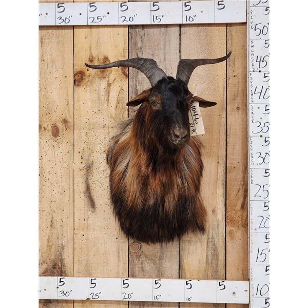 Feral Goat Shoulder Mount Taxidermy