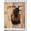 Image 1 : Feral Goat Shoulder Mount Taxidermy