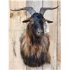 Image 2 : Feral Goat Shoulder Mount Taxidermy
