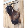 Image 4 : Feral Goat Shoulder Mount Taxidermy
